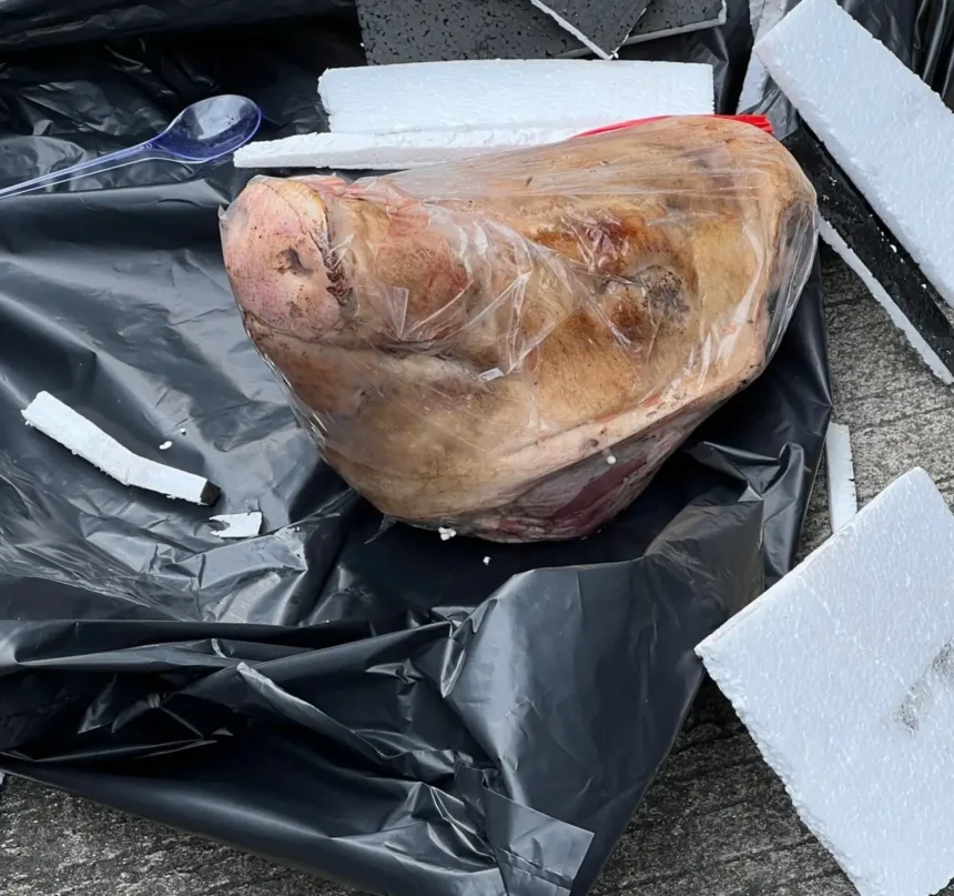 Kepala babi yang dikirim ke kantor Tempo / Foto : Ist