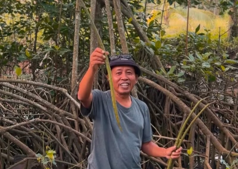 Seorang warga menunjukkan mangrovenya/dok.aktual.co.id