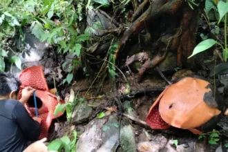 Bunga raflesia Tuan-Mudae tengah diukur oleh petugas BKSDA Sumbar dan Tim Pagari Baringin / Foto : capture ANTARA