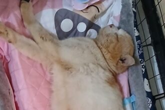 Kucing Ucok ketika dalam perawata / Foto : X