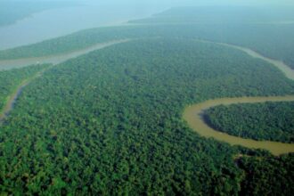 Hutan Amazon / Foto : Ist