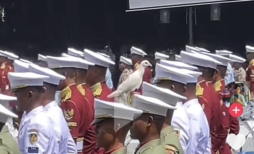 Burung merpati yang nangkring di atas topi tentara / Foto: capture TikTok