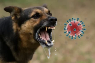 Ilustrasi anjing dengan rabies/ Foto: Radar