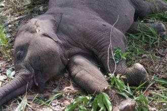 Anak gajah bernama Tari yang ditemukan mati mendadak / Foto : X