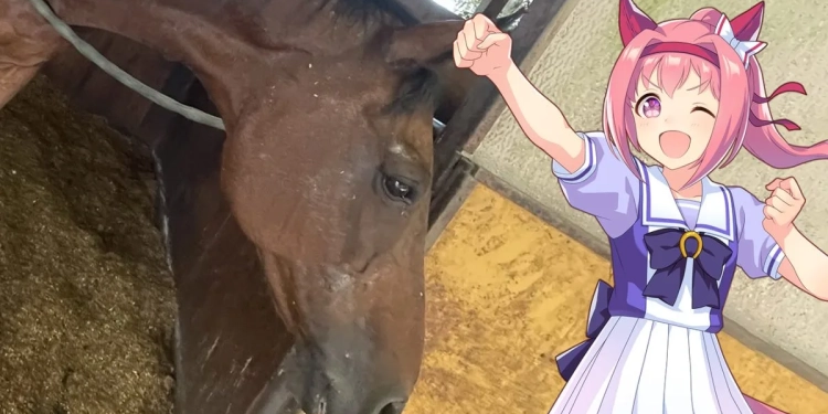 Kuda Haru Urara dan Uma Musume / Foto : capture gamebrot