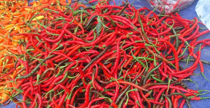 Cabai merah keriting/ foto: RRI