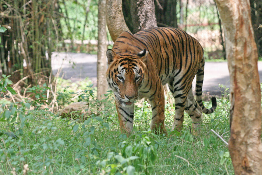 Harimau Benggala/ Foto: wikipedia