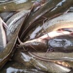 Ikan Lele/ Foto: Ist