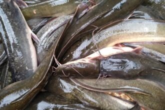 Ikan Lele/ Foto: Ist