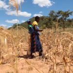 Tanaman jagung yang terdampak kekurangan hujan di Zimbabwe/ Foto: The Guardian