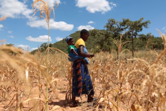 Tanaman jagung yang terdampak kekurangan hujan di Zimbabwe/ Foto: The Guardian