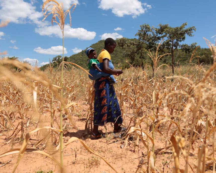 Tanaman jagung yang terdampak kekurangan hujan di Zimbabwe/ Foto: The Guardian